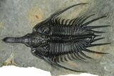 Impressive, Spiny Psychopyge Trilobite - Issoumour, Morocco #368577-2
